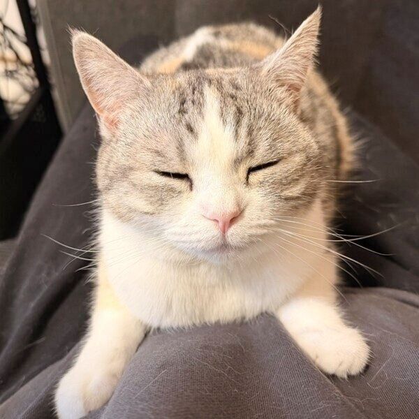 飼い主さんのお腹に乗る彩春ちゃん