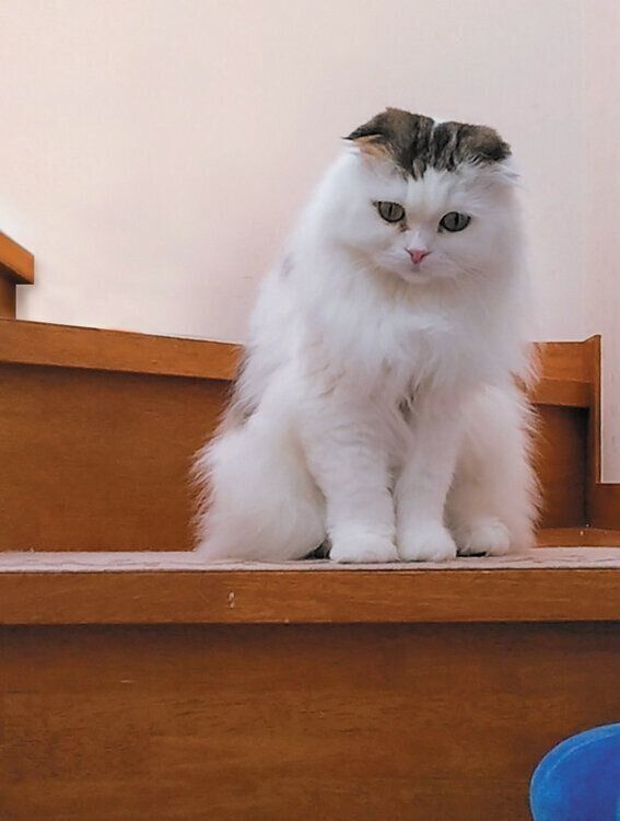 階段で待つスコティッシュフォールド