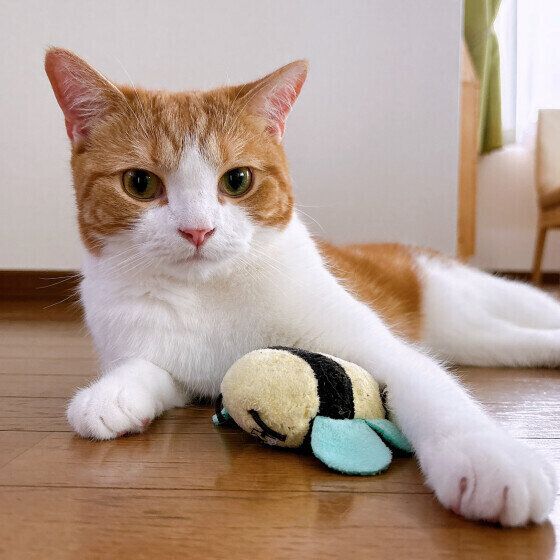 スコティッシュフォールドのウーロンくん