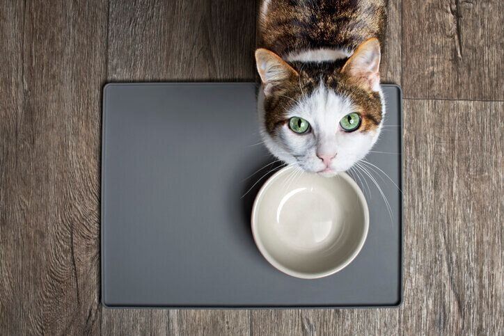 見上げる猫