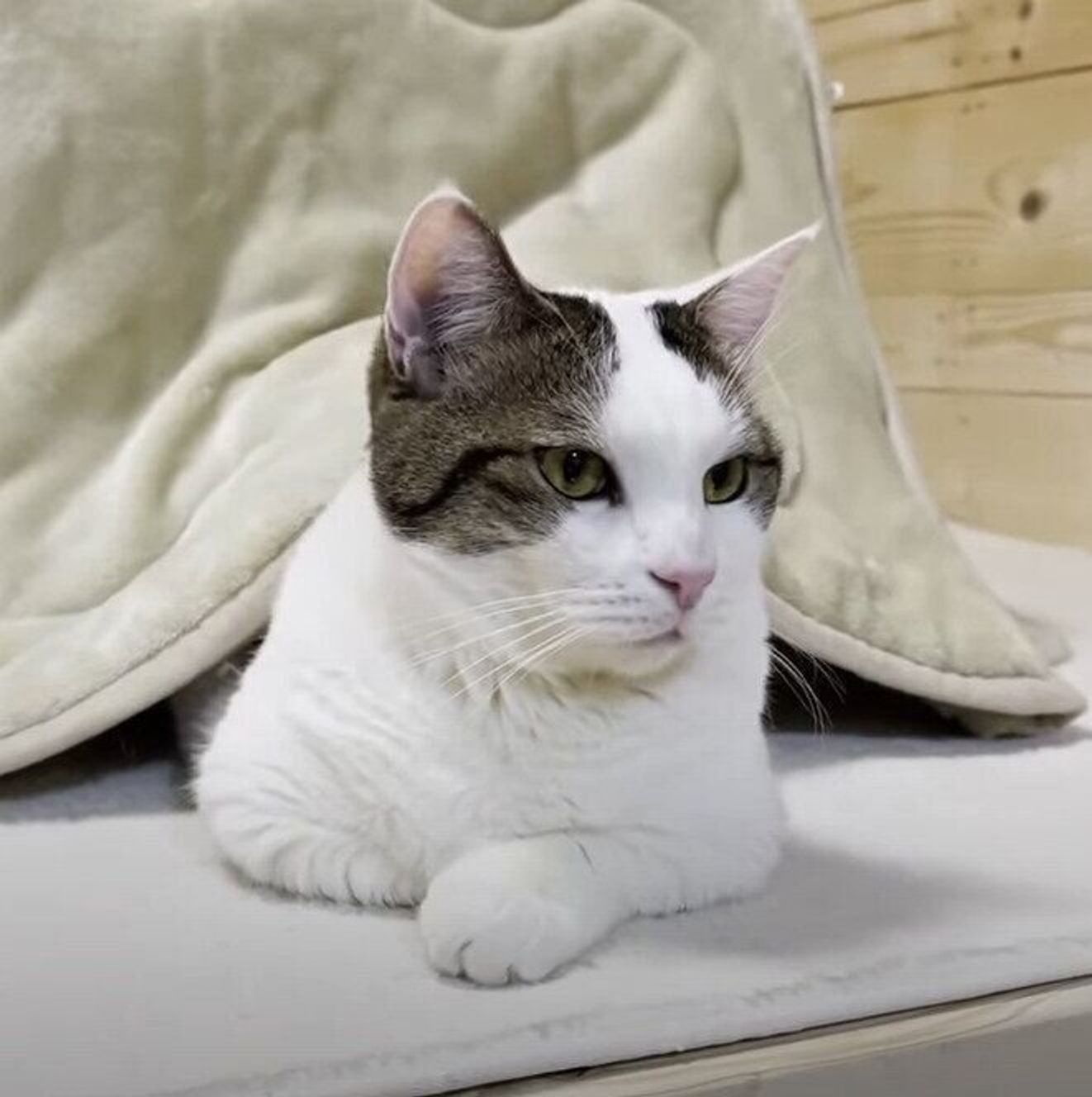 あったかいニャ 大好きなこたつから片時も離れずくつろぐ猫 ねこのきもちweb Magazine あったかいニャ 大好きなこたつから片時も離れずくつろぐ猫 ねこのきもちweb Magazine