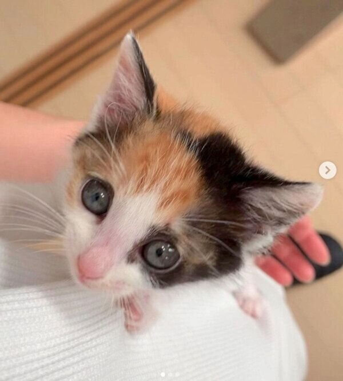 母猫とはぐれた三毛の子猫を保護 初めての育児や成長の様子を飼い主が語る ねこのきもちweb Magazine 母猫とはぐれた三毛の子猫を保護 初めての育児や成長の様子を飼い主が語る ねこのきもちweb Magazine