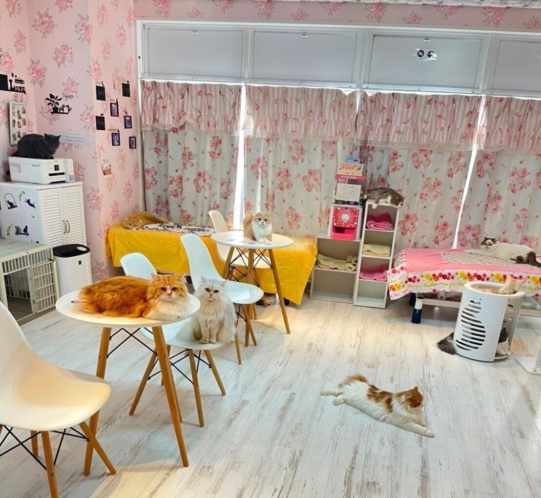 かわいい店内にかわいい猫ちゃんたち