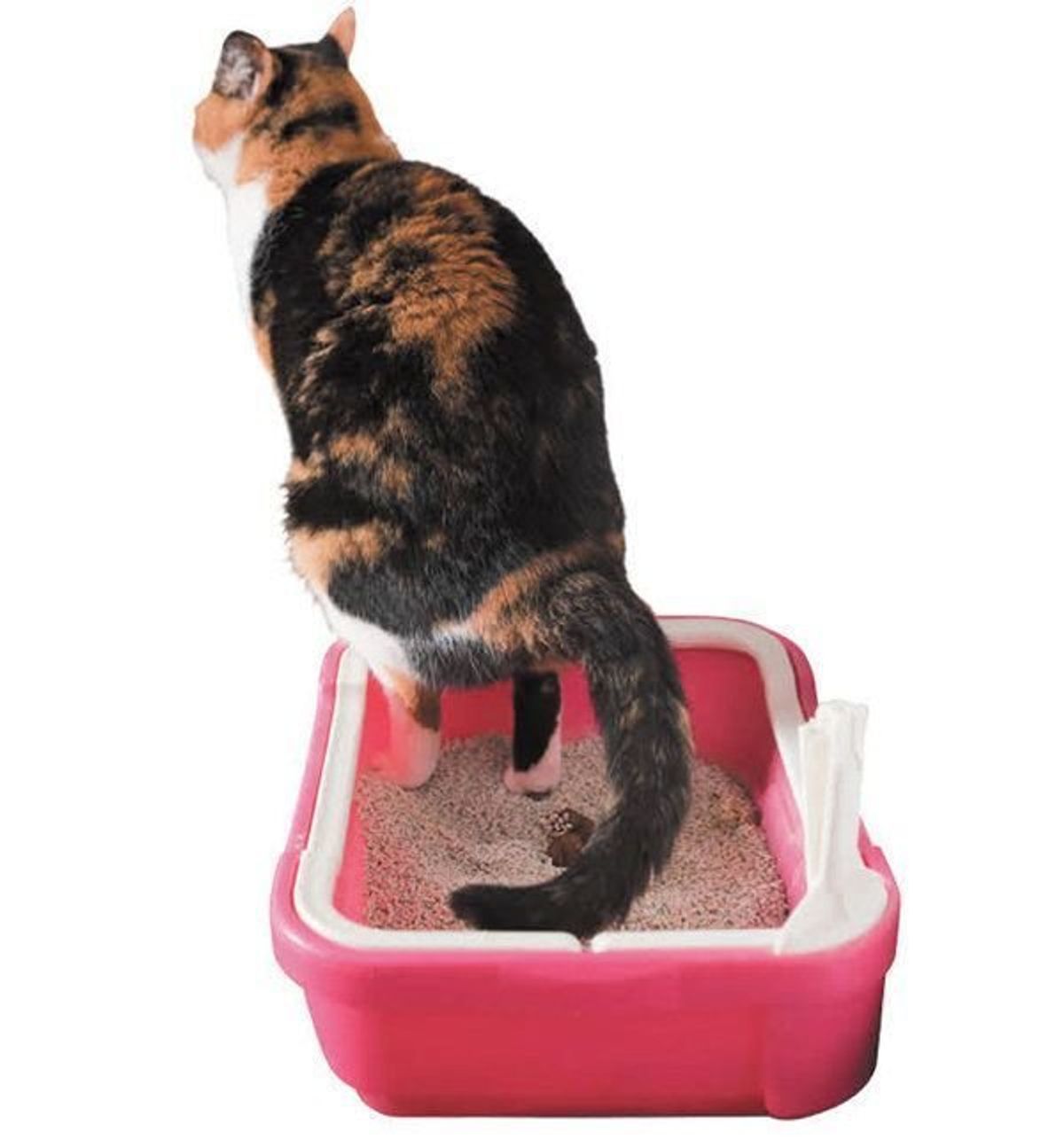 猫の いいウンチ ってどんな状態 要注意や危険なものとは ねこのきもちweb Magazine 猫の いいウンチ ってどんな状態 要注意や危険なものとは ねこのきもちweb Magazine