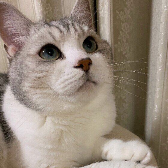 目をキラキラさせるくーた