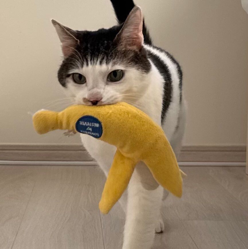 バナナのおもちゃを運ぶセロイくん