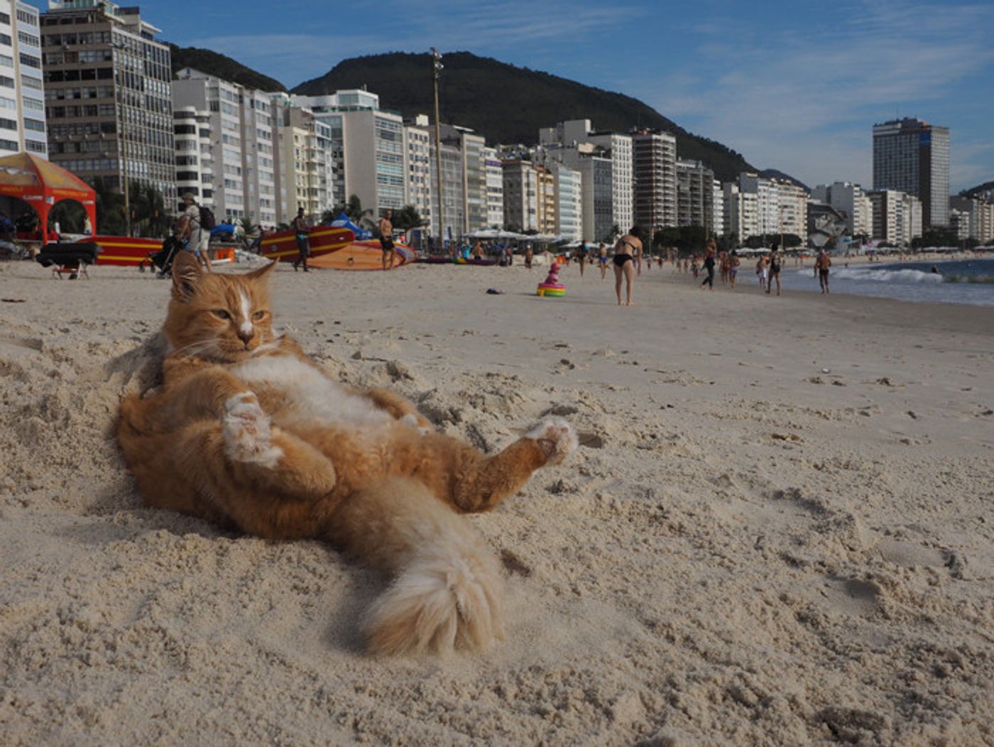 動物写真家 岩合光昭さんがつづる ネコこよみ 今日はコパカバーナ 海岸でチャーミングな猫に出会いました ねこのきもちweb Magazine 動物写真家 岩合光昭さんがつづる ネコこよみ 今日はコパカバーナ 海岸でチャーミングな猫に出会いました ねこのきもちweb Magazine