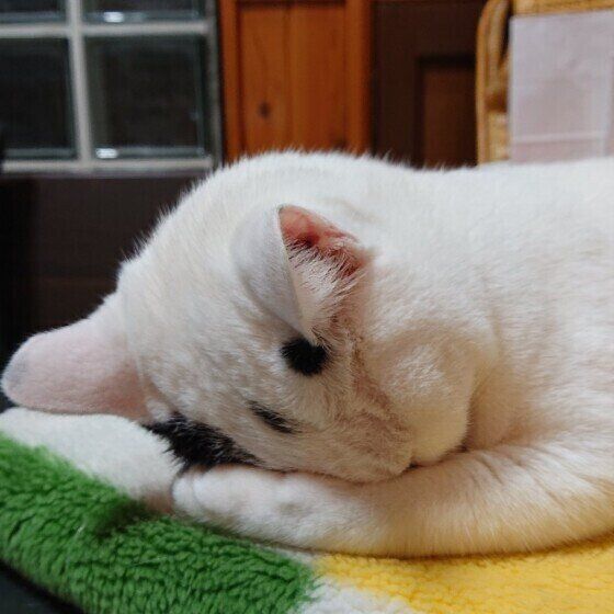 ごめん寝するMix猫