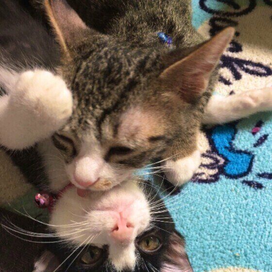 グルーミングする猫