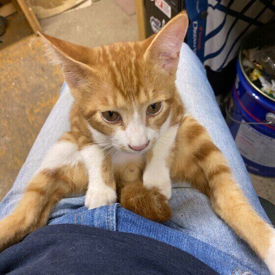 甘えん坊な茶トラ