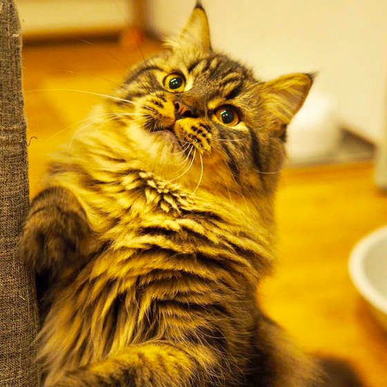 ラガマフィンのチロルくん