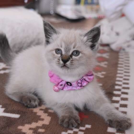 ピンクの首輪をした子猫のマシュちゃん