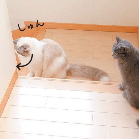 「ねこのきもち」2018年9月号