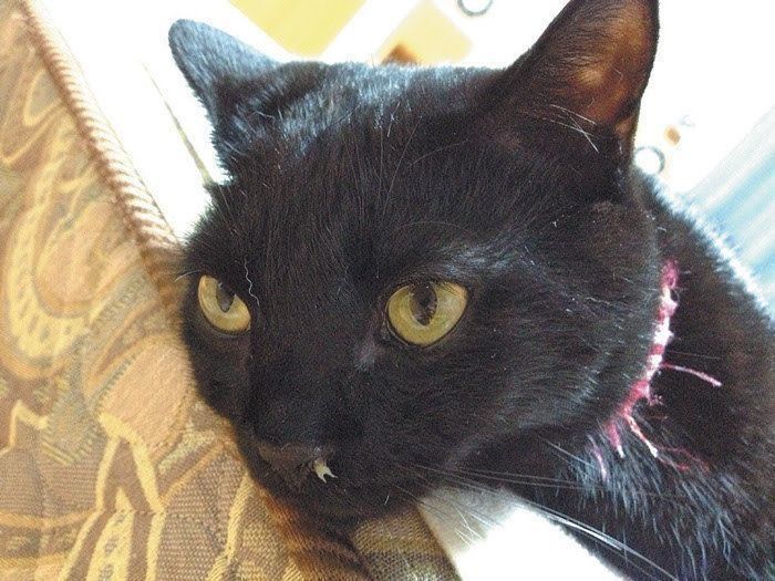 黄色い鼻水を流す上野ジジくん