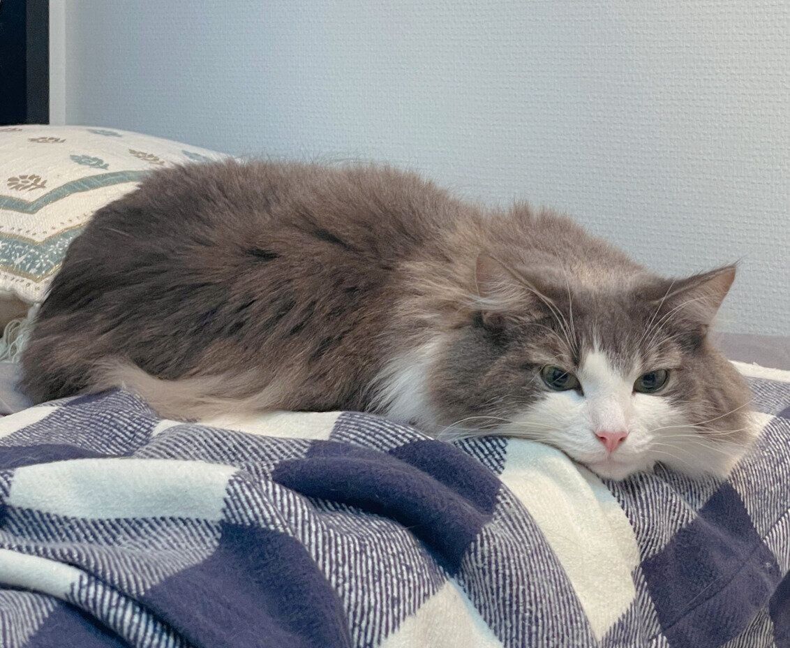 ムスッとした顔をする直哉くん