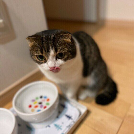 スコティッシュフォールドのとうふちゃんと水