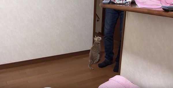 スリスリする猫