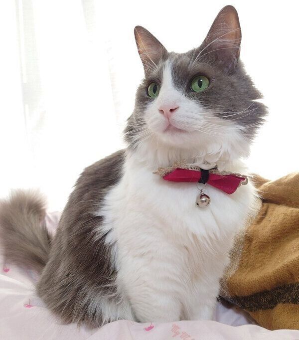 オスワリするいーくん