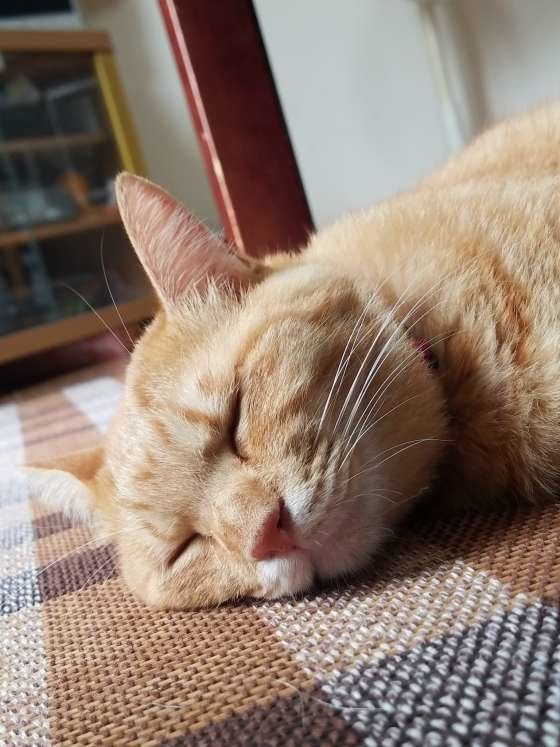 お昼寝中の茶トラ猫