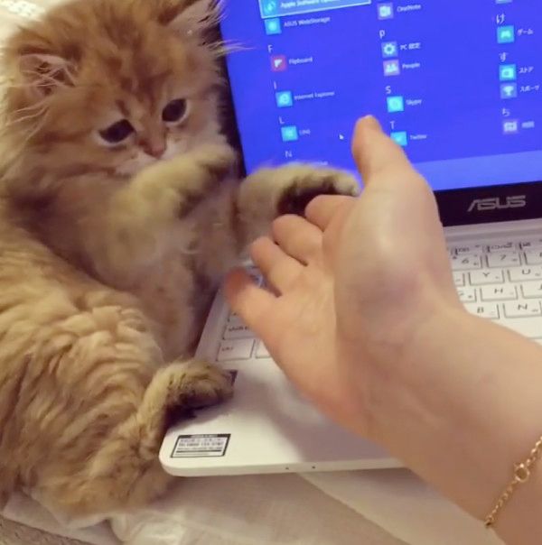 パソコンを邪魔する子猫