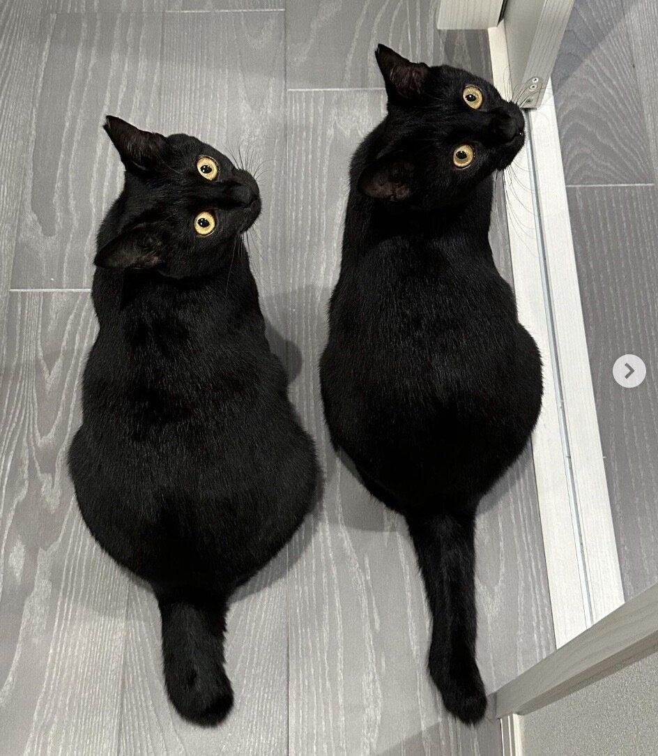 見つめるルアちゃん、ネロちゃん