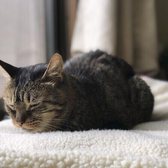 お休み中のキジトラ（MIX、メス）