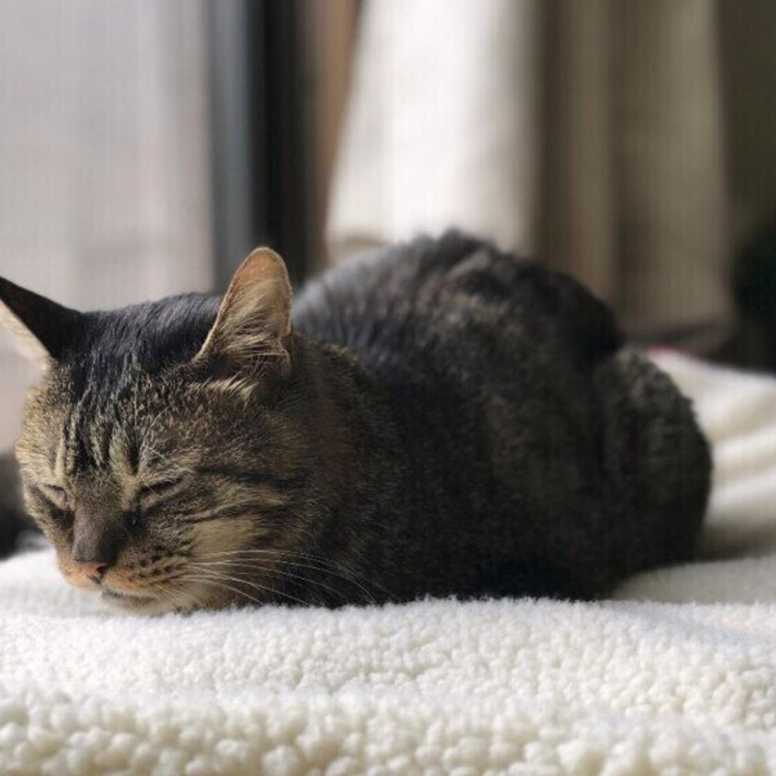 バリエーション豊富な毛柄が魅力 ミックス猫の特徴 ねこのきもちweb Magazine バリエーション豊富な毛柄が魅力 ミックス猫の特徴 ねこのきもちweb Magazine