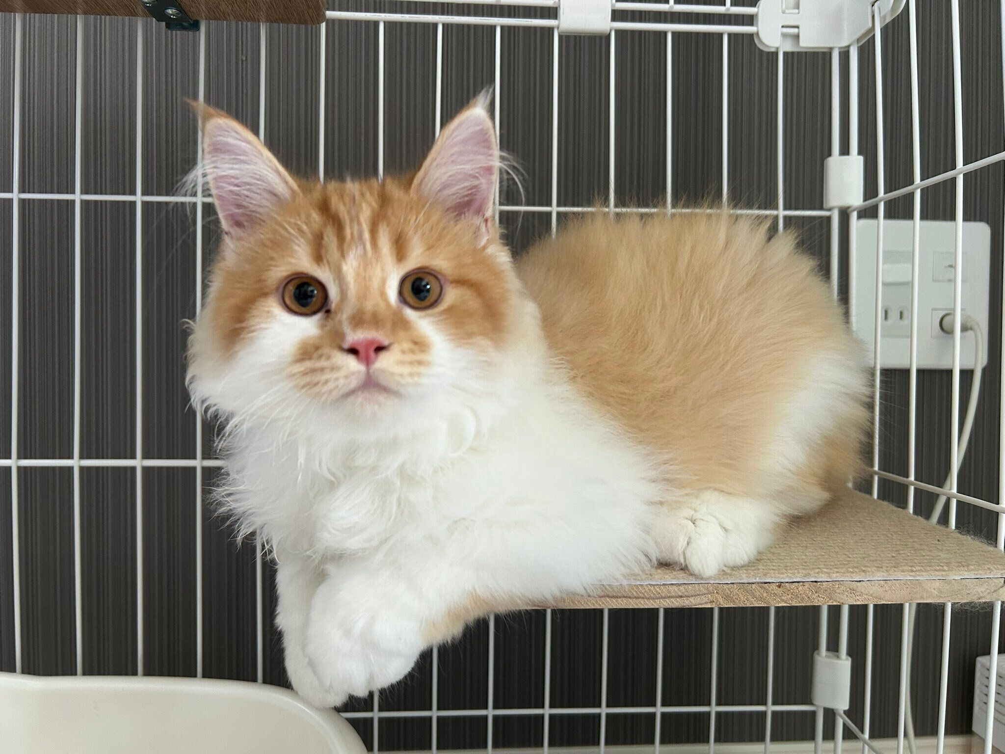 生後4カ月のサイベリアン