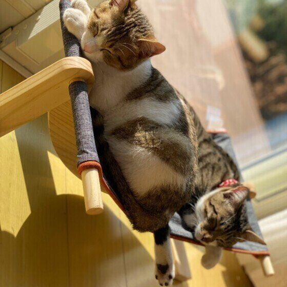 日向ぼっこする猫