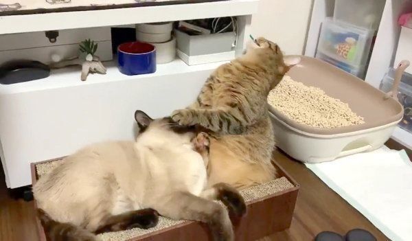 激しい喧嘩をするつぼ実ちゃんとはなちゃん