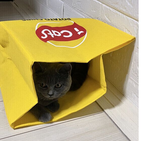 袋に入るブリティッシュショートヘアのハニちゃん