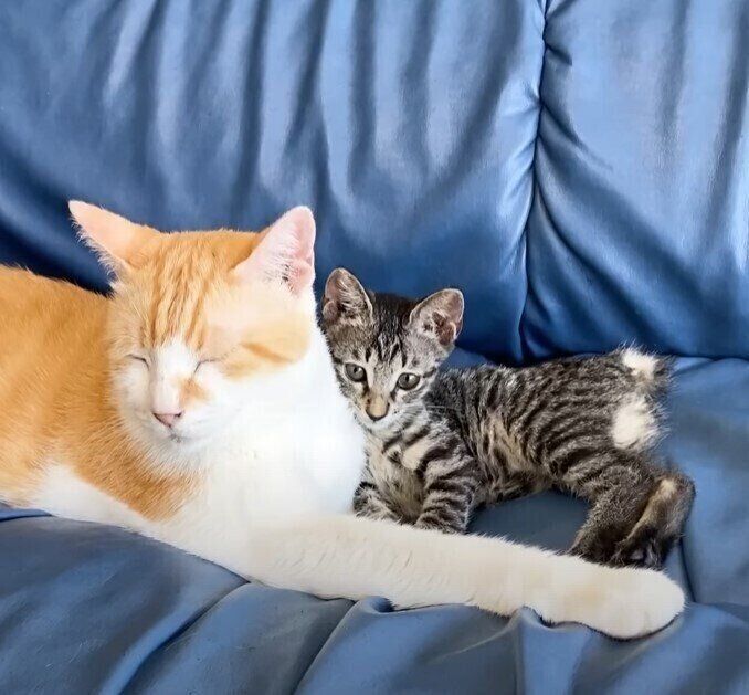 先輩猫に甘える保護猫