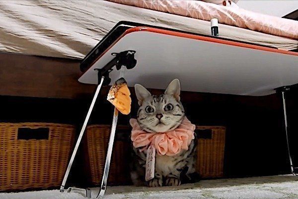 偽物の鮭に翻弄される猫