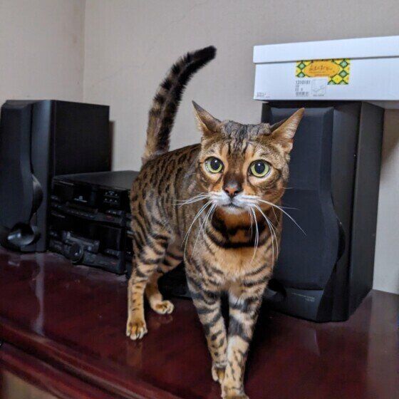 ハイテンションなベンガル猫