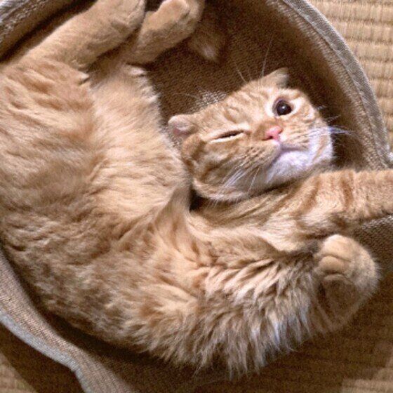 ぽん太ちゃん(マンチカン)
