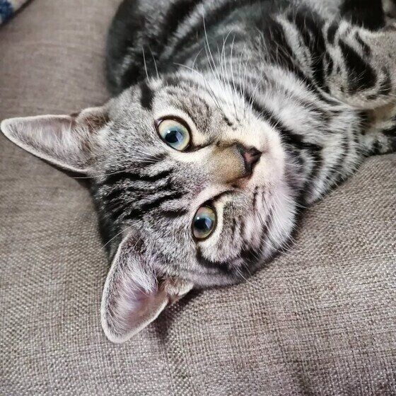 見つめるアメリカンショートヘア