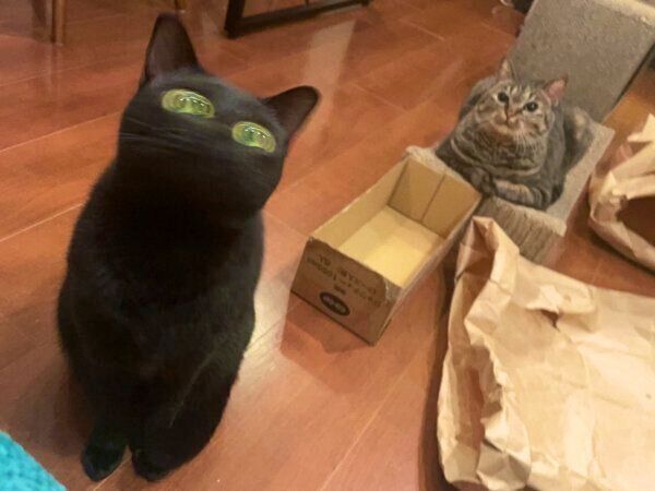 顔がブレブレなアビーちゃんと、まったりするロニーちゃん