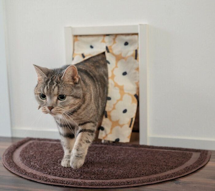 ドアから入るアメリカンショートヘア―