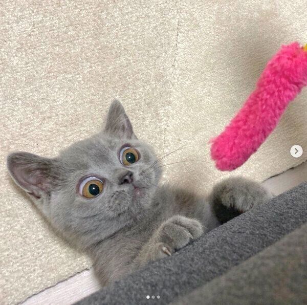 ソファの下に潜って遊ぶトロくん