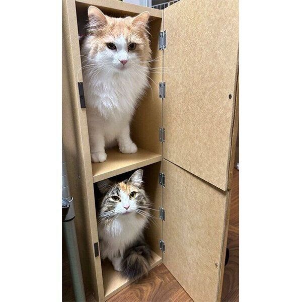 棚の中に入るテオくん、リタちゃん