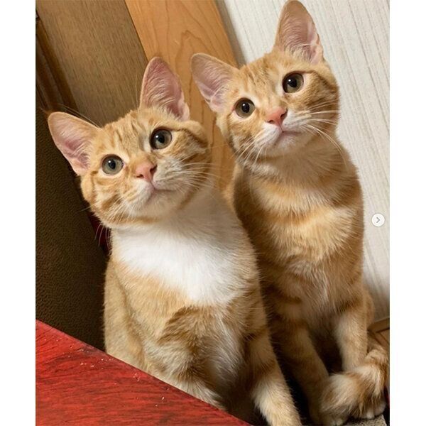 見つめるツムくんとサムくん