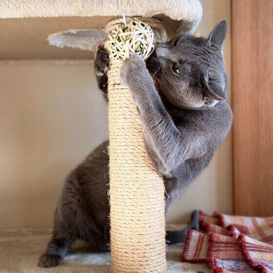 ロシアンブルーのチェダーくん♪