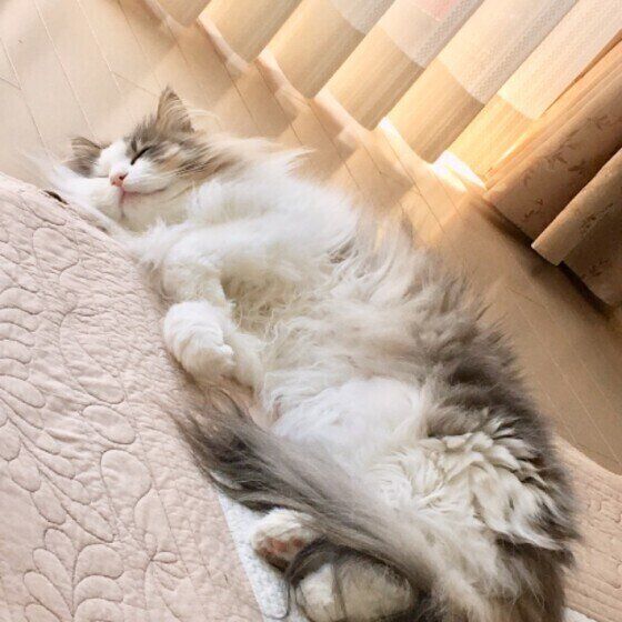 ルーシーちゃん、ひなたぼっこ？