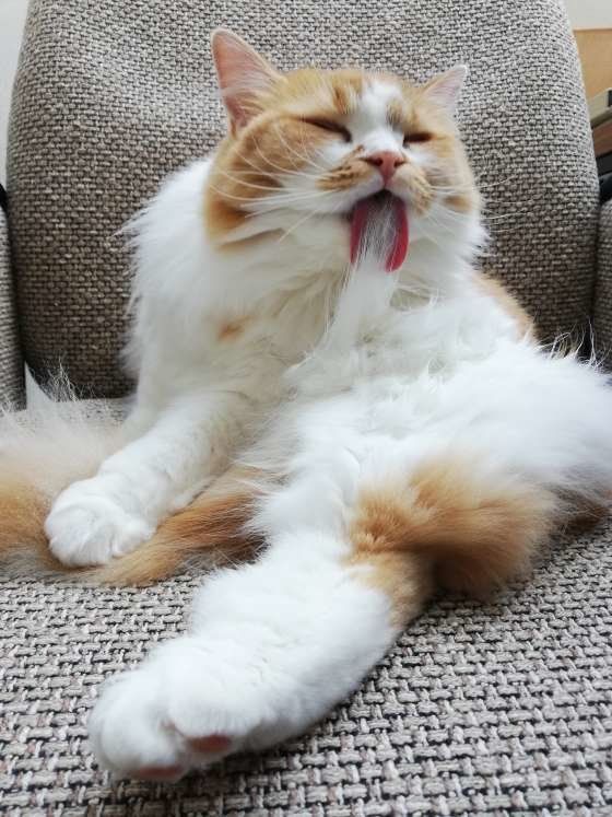 毛をなめているラガマフィン