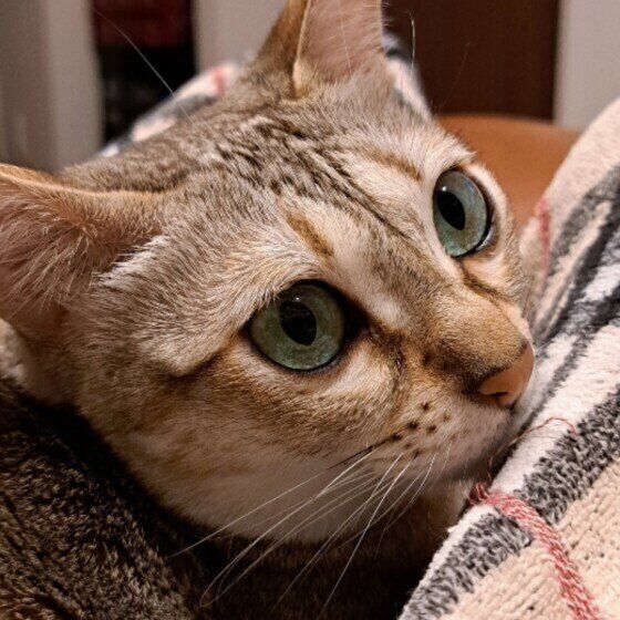 何かを見つめるシンガプーラ