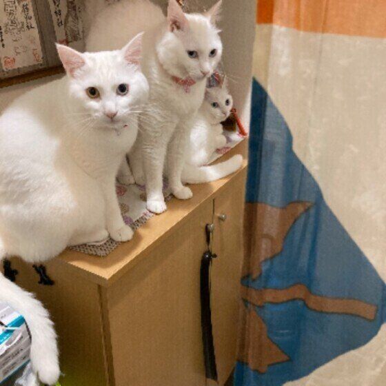 お出迎えする猫