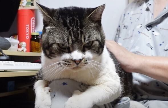 キジトラネコ　リキちゃん