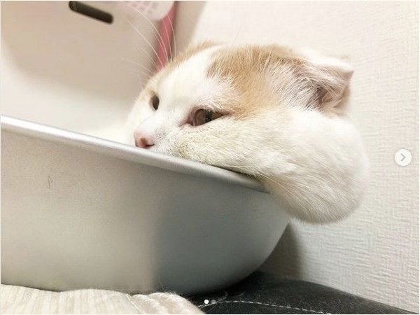 おもちニャンズ