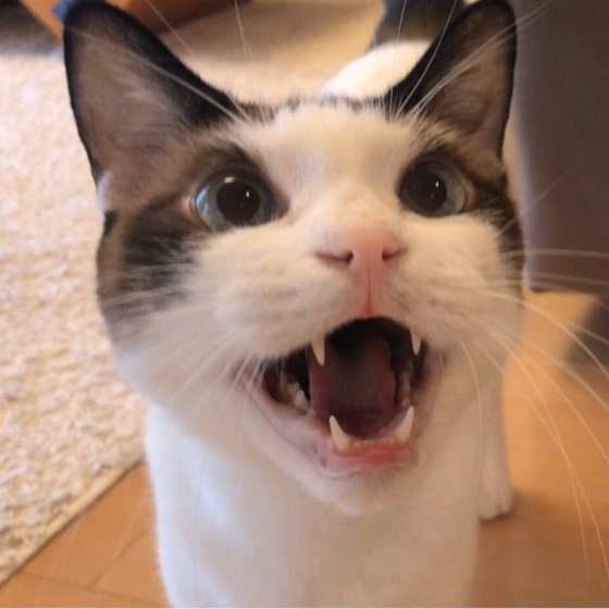 MIX　茶×白　藍太郎くん