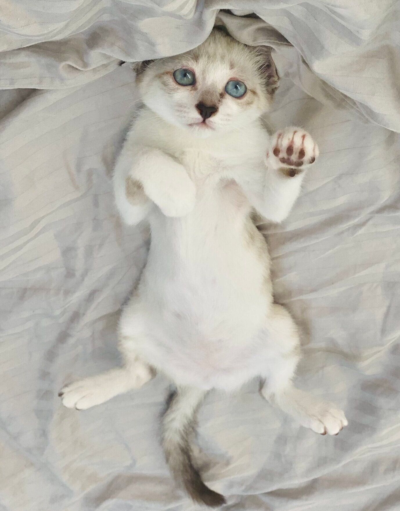 子猫時代のミントちゃん